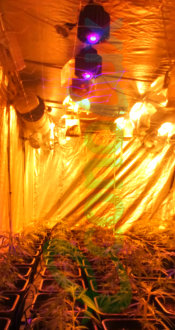 PRO-LED 100W with HPSH COBs growing Cannabis