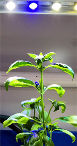 Basil plant growing under EconoLux LED lights